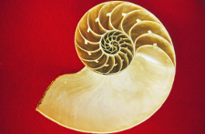 nautilus shell