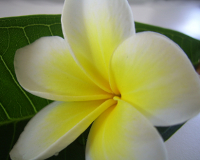 plumeria blossom